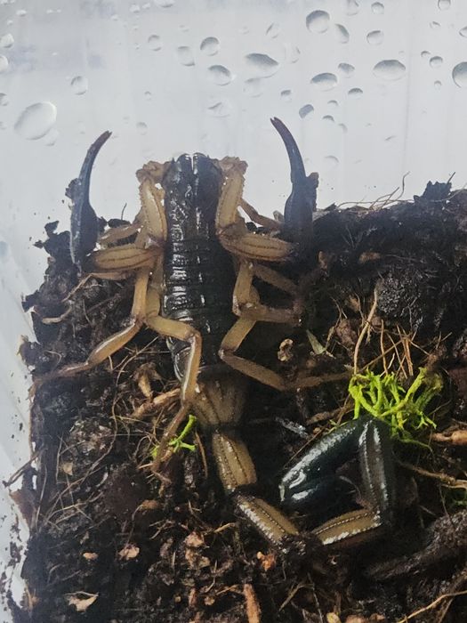 Centruroides bicolor Sub/Adult