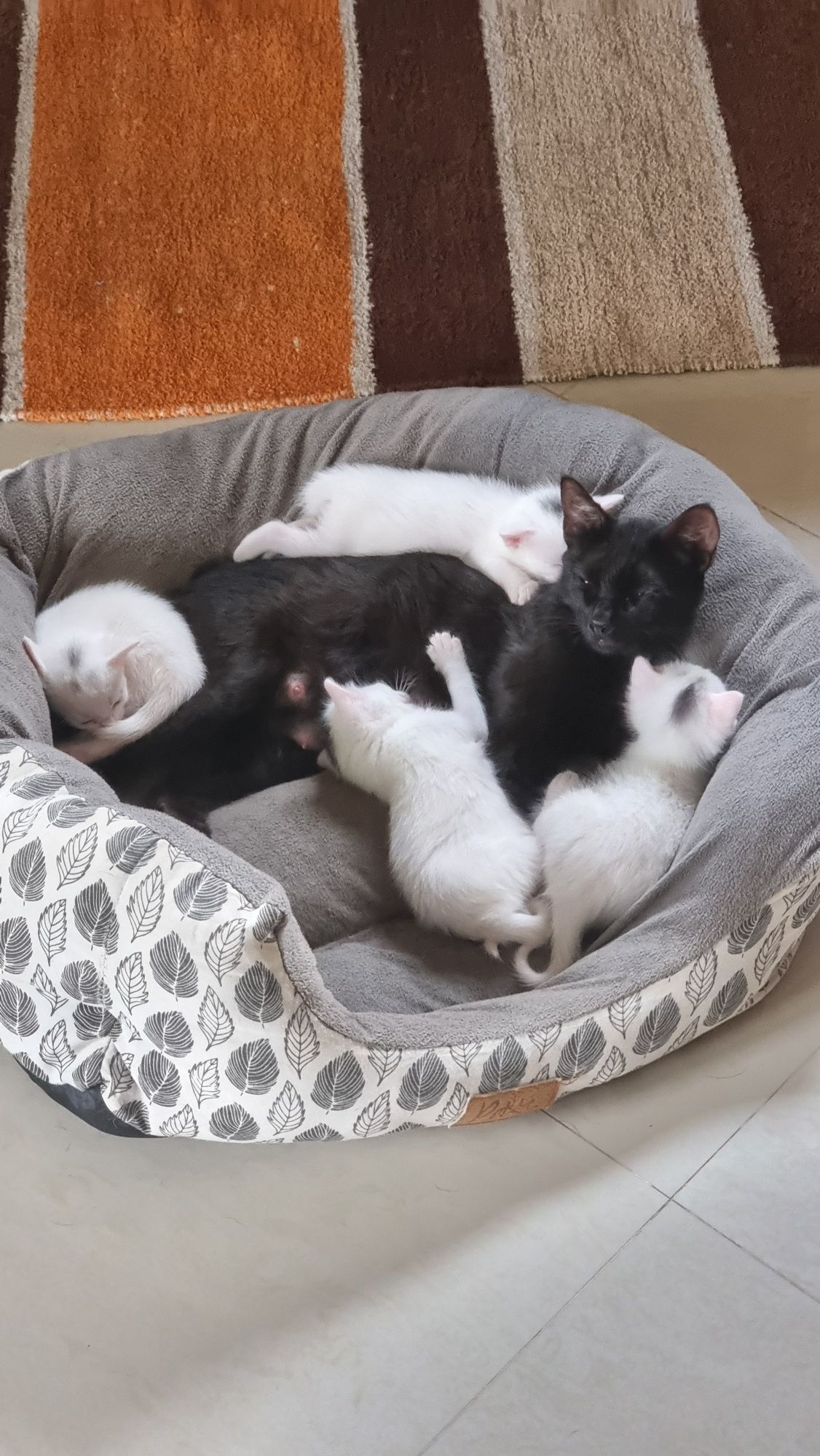 Lindos Gatinhos para Adoção Responsável
