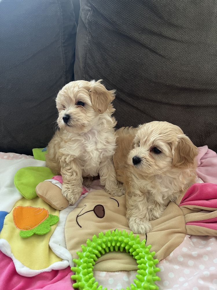 Maltipoo pudel toy&maltanczyk