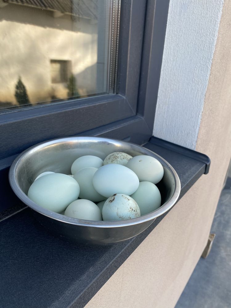 Продам яйця інкубаційні індокачок мускусних качок шипунів