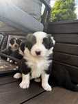 Border collie szczeniak