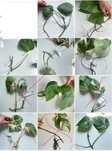 Monstera variegata