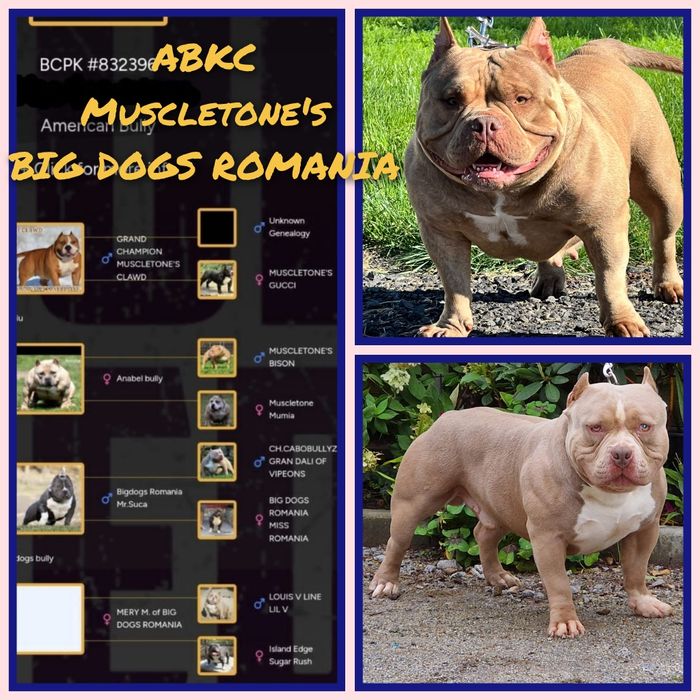 American Bully Pocked suczka ABKC