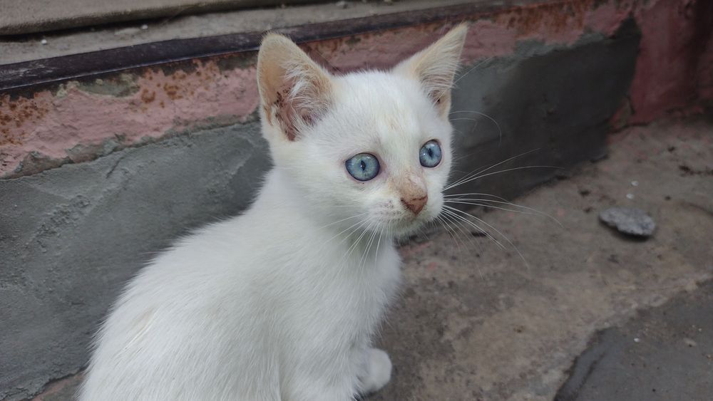 Вібруючі пухнастики