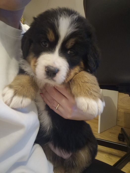 Szczeniaki berneński pies pasterski drugi miot