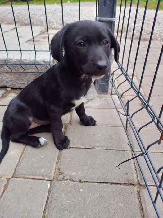 Labradorki szukają domu