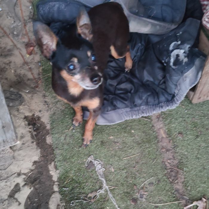 Znaleziony pies pinczer