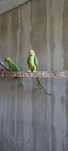 Ring neck verde.