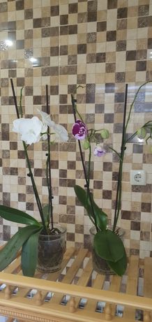 Продам красивую орхидею Биг Лип Untold Stories