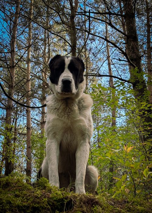 Owczarek srodkowoazjatycki