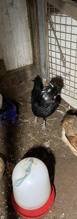 Vendo um galo poloneses