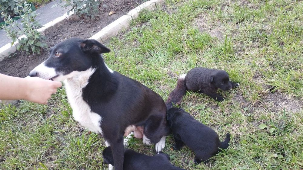 Отличные охранники и компаньены  Щенки в хорошие руки ( помесь л