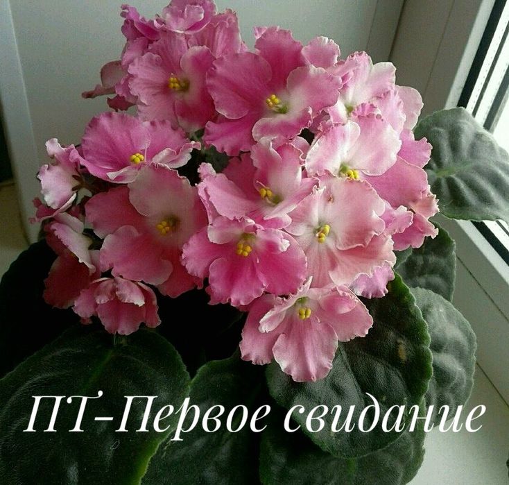 Фиалки. Детки сортовых фиалочек.