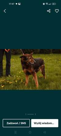 RIKO-adoptuj psa z Lubelskiego schroniska