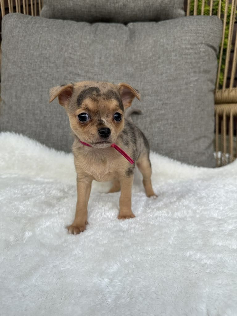 Przesliczna dziewczynka Chihuahua  choco merle tan