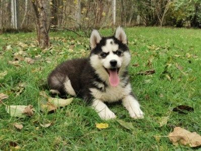 Syberian husky aktualne