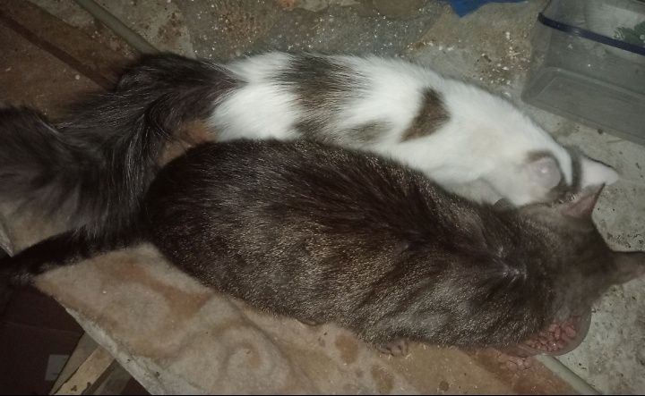 Кіцюня і котик шукають дім і люблячих господарів