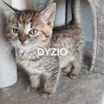 Kotek do adopcji