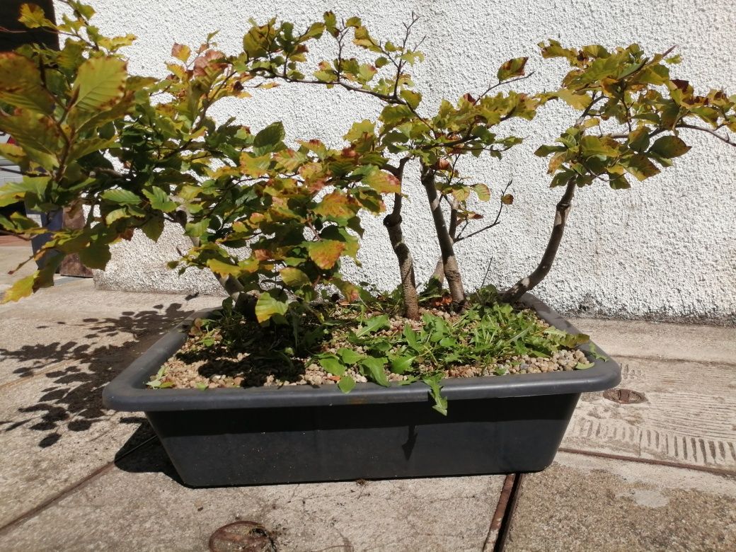 FLORESTA de Faias Bonsai