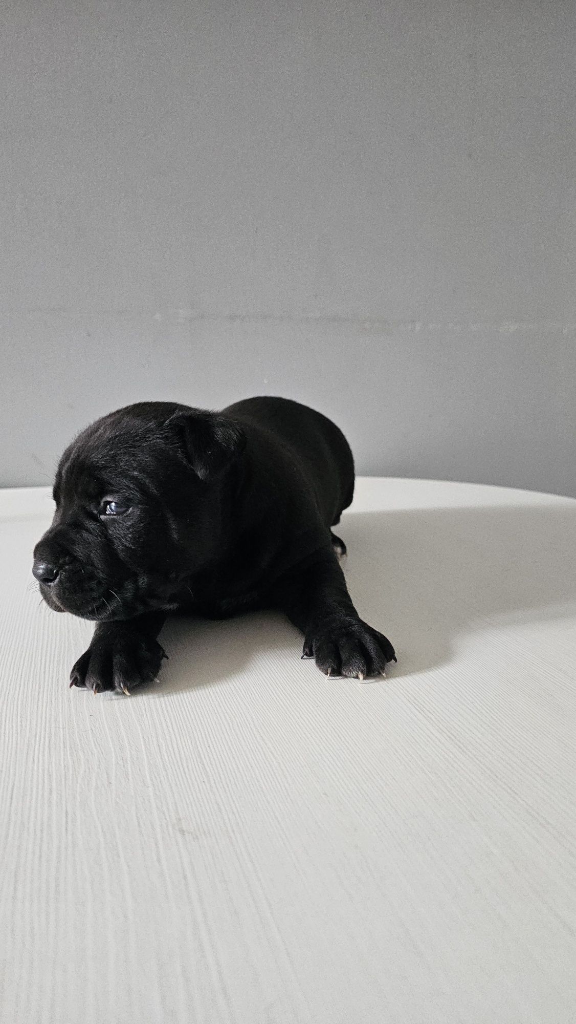 Piesek Pitbull Terrier