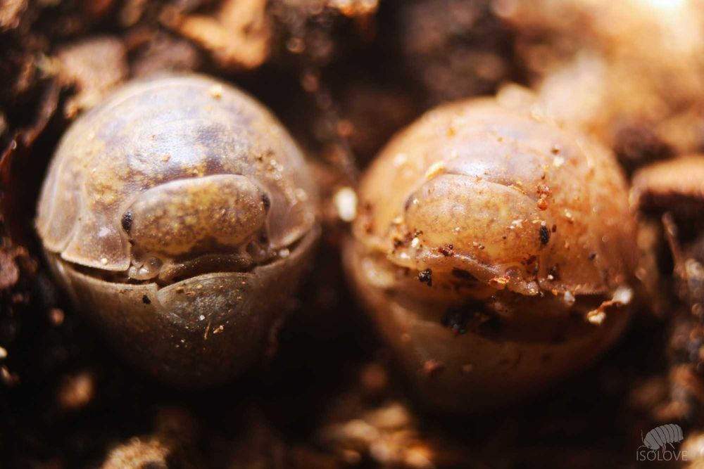 Helleria brevicornis “Elba”, NAJWIĘKSZE lądowe równonogi na świecie