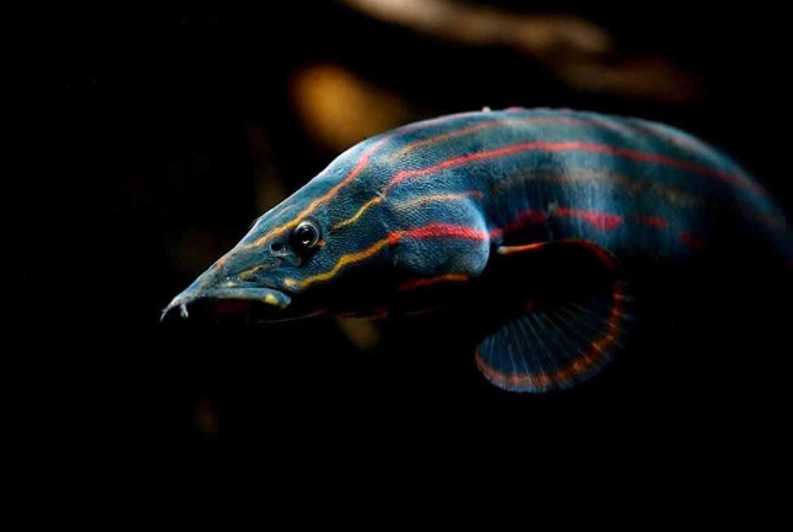 Węgorek ognisty - Mastacembelus erythrotaenia - dowozimy, wysyłamy