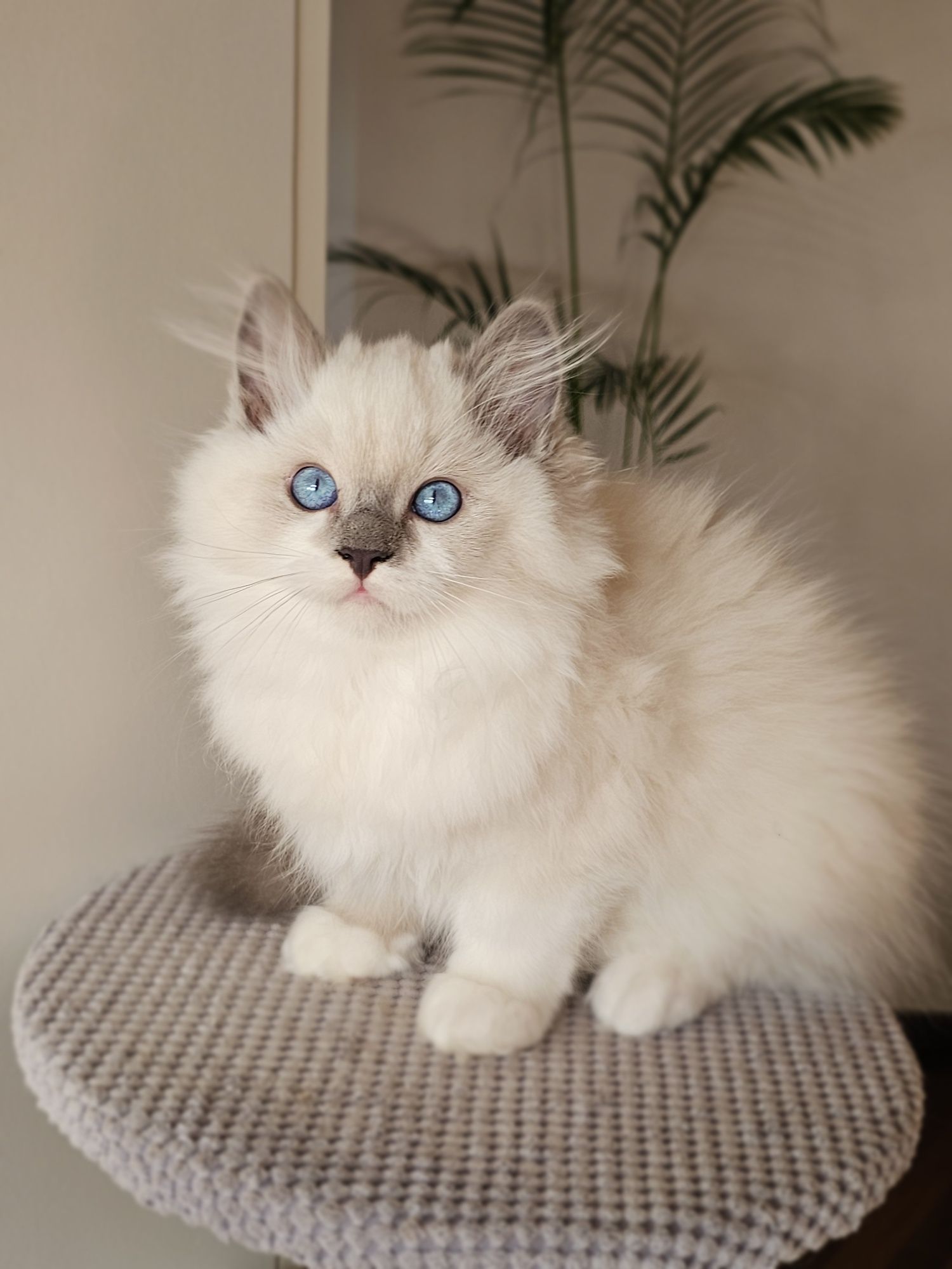 Ragdoll kocurek na kolanka
