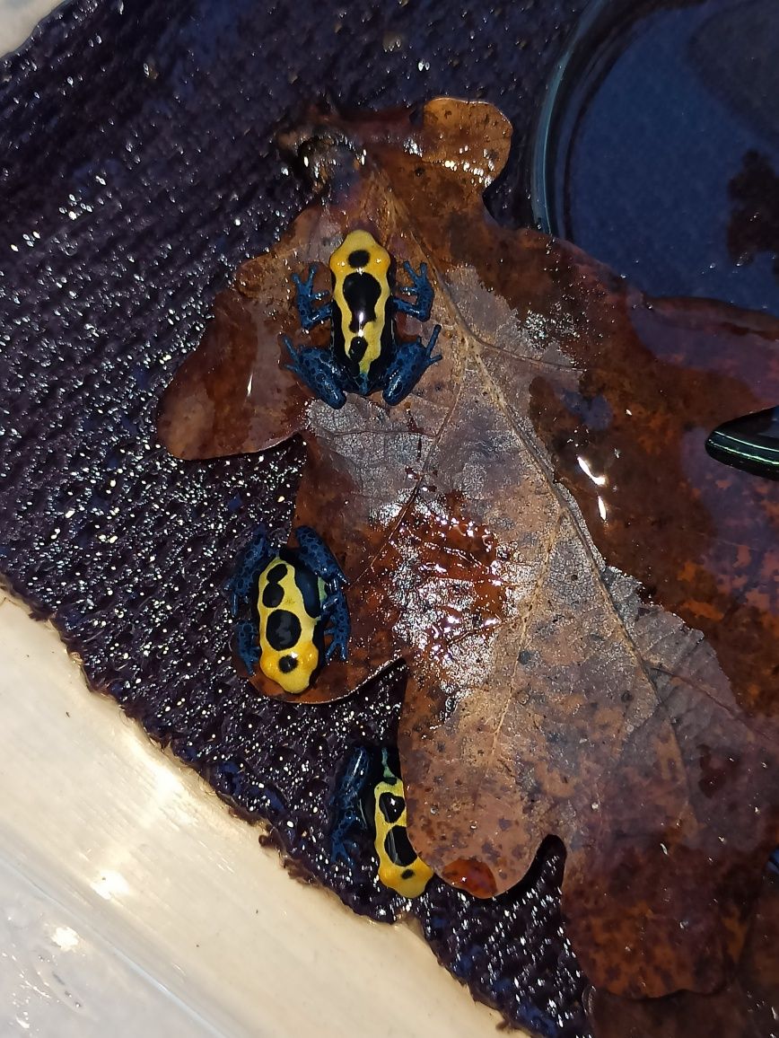 Dendrobates Tinctorius Nominat młode żabki drzewołazy tropikalne