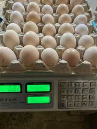 Инкубационное яйцо бройлера Кобб 500 и Росс 308