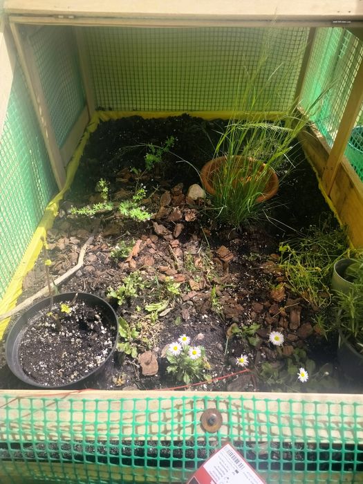 Wybieg / klatka dla żółwia