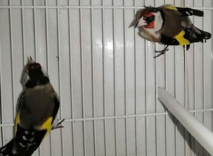 Bons canários muito lindos