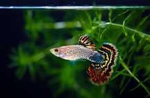 Peixe Ornamental  Guppy (Sortido)