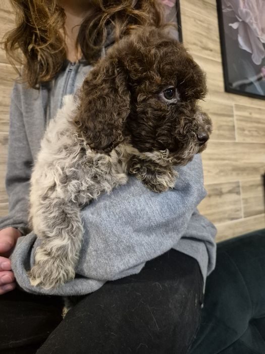 Lagotto romagnolo suczka