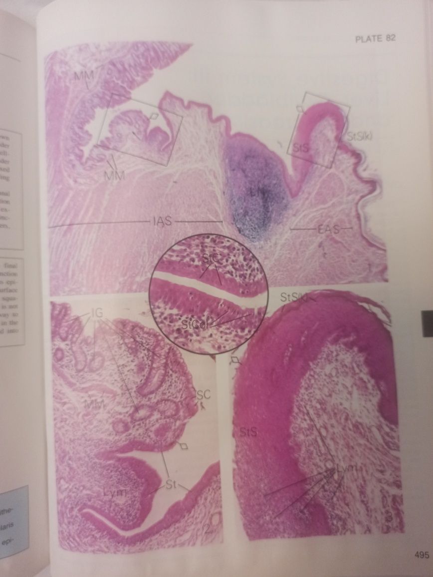 HISTOLOGY A text and Atlas
