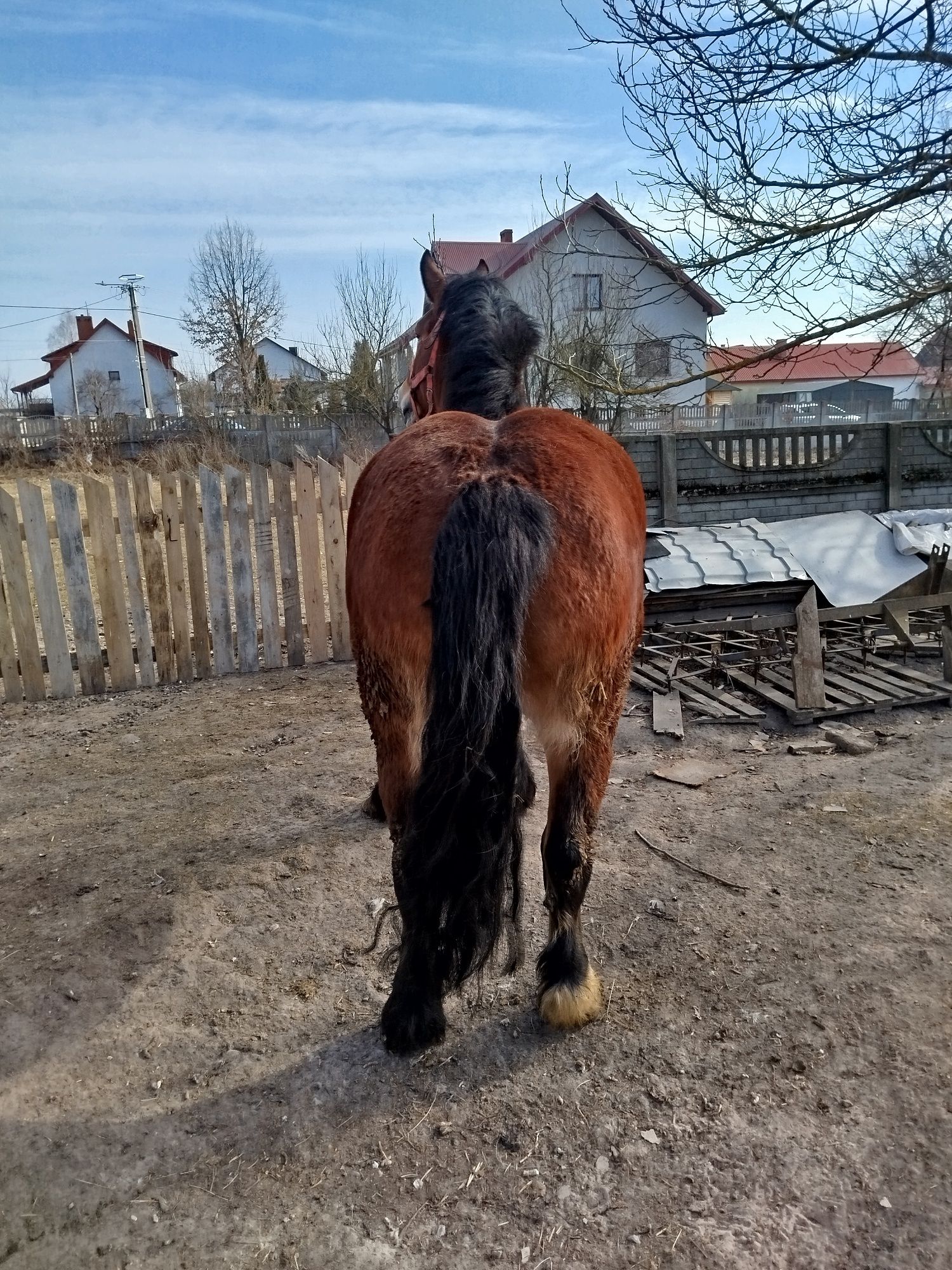 Klacz Zimnokrwista