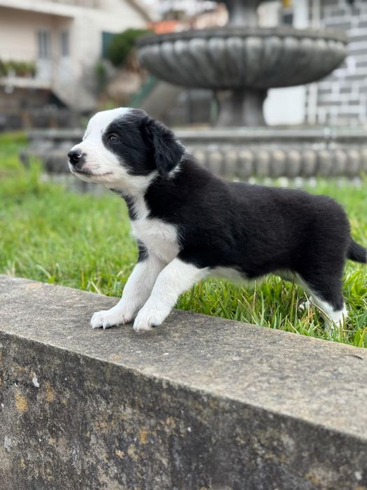Border Collie preto e branco
