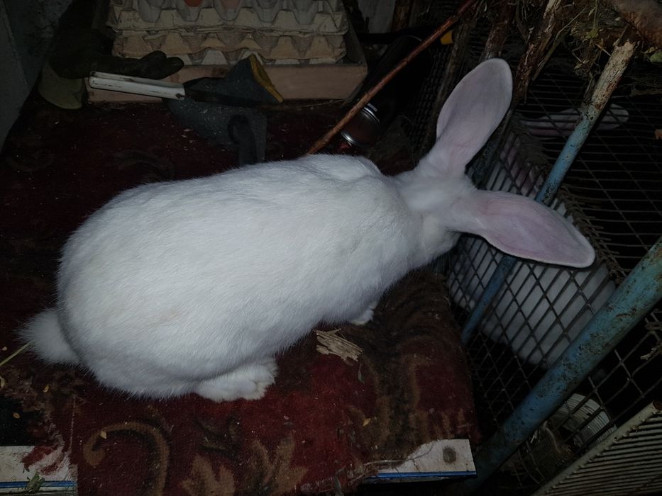 Молоді кролики  Панон