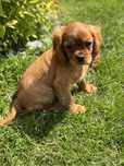 Piesek- Cavalier King Charles Spaniel