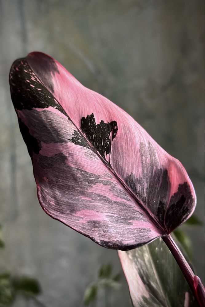 Philodendron Pink Princess - różowy Filodendron, pędówki Marble Galaxy