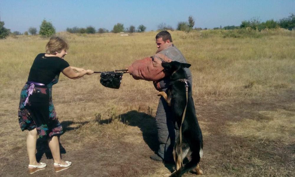 Подростки немецкой овчарки