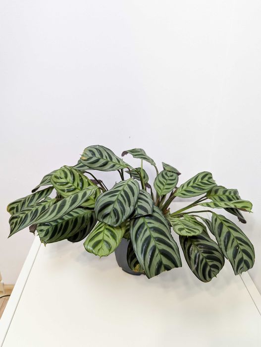 Ctenanthe burle-marxii 'Fishbone'