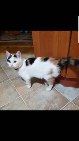 Śliczna trzykolorowa kotka kicia Lusia