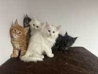 Maine Coon kociak z rodowodem