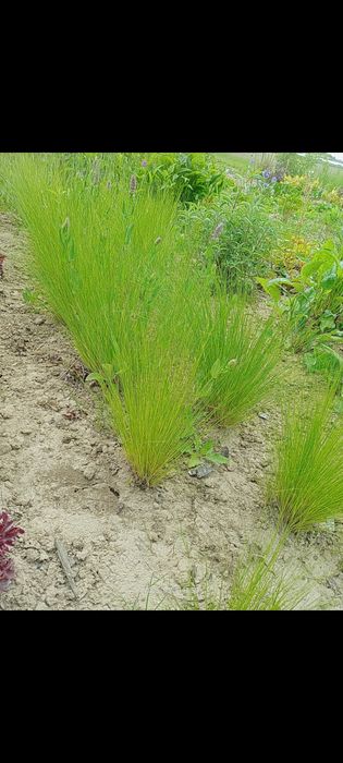 Nasiona ostnica stipa Pony Tails jeżówka purpurowa biała