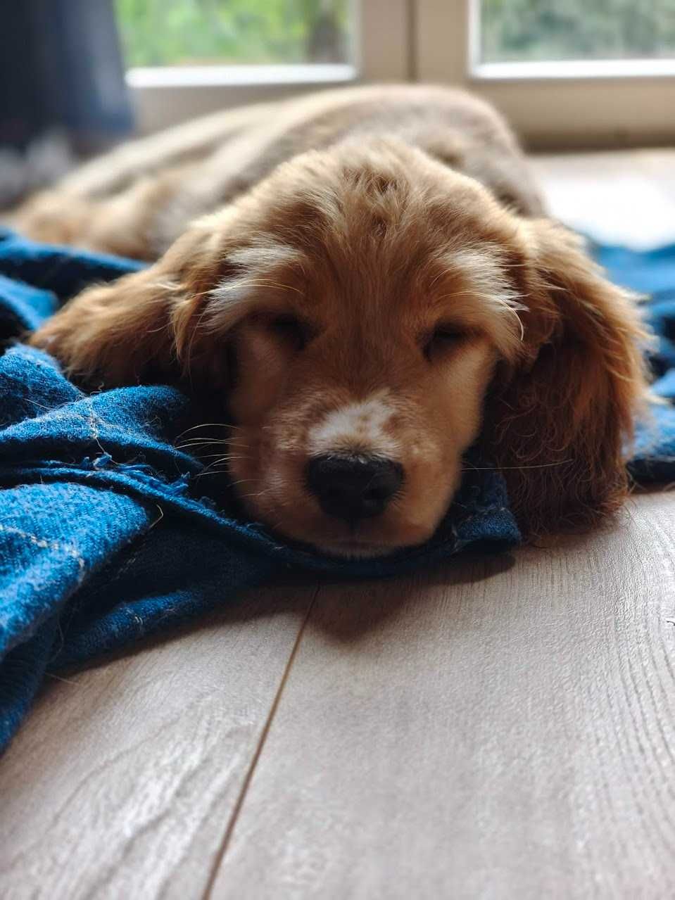Cocker Spaniel Angielski - pełny rodowód - FILM