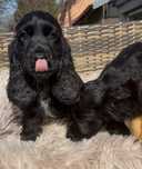 Cocker spaniel – czarny samiec – 2500 zł – do odbioru