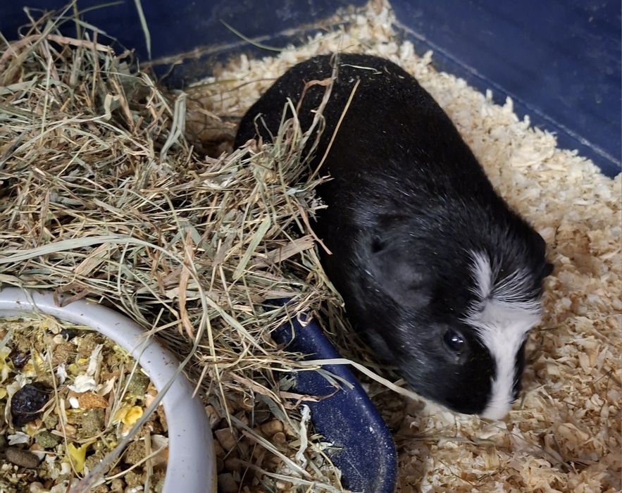 Świnka morska samica, cavia domowa