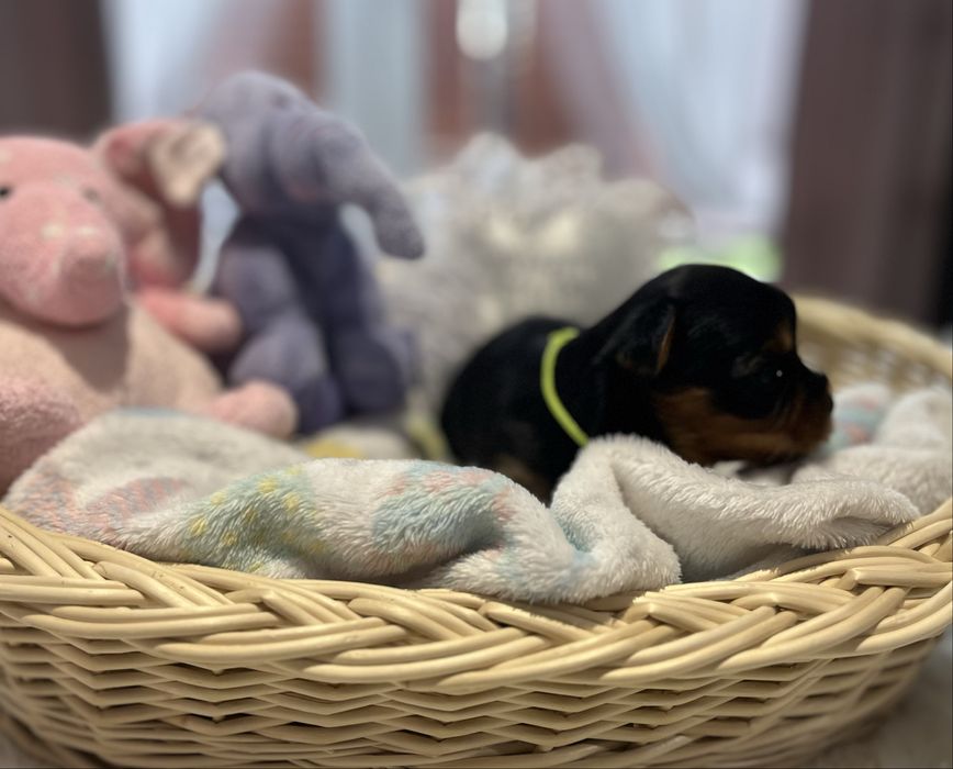Yorkshire Terrier FCI piesek