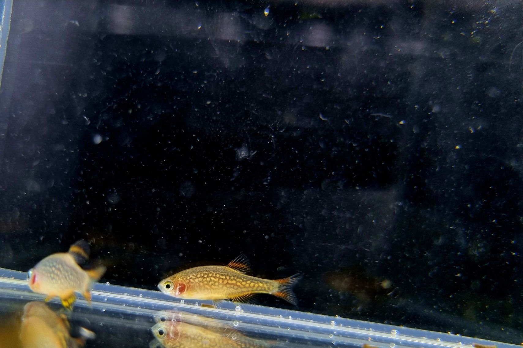 Rozbora Galaxy Danio perłowe ryby do nano akwarii lub krewetkarium