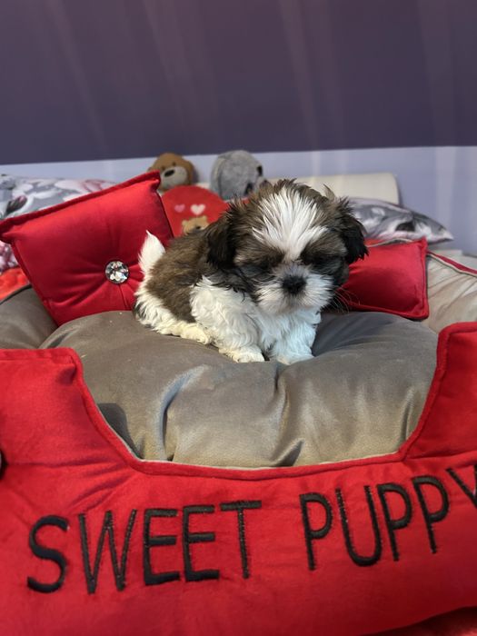 Shih Tzu suczka Tricolor REZERWACJA
